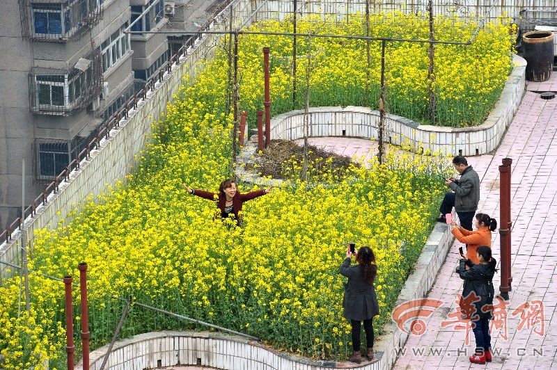 西安免費市民看樓頂油菜花